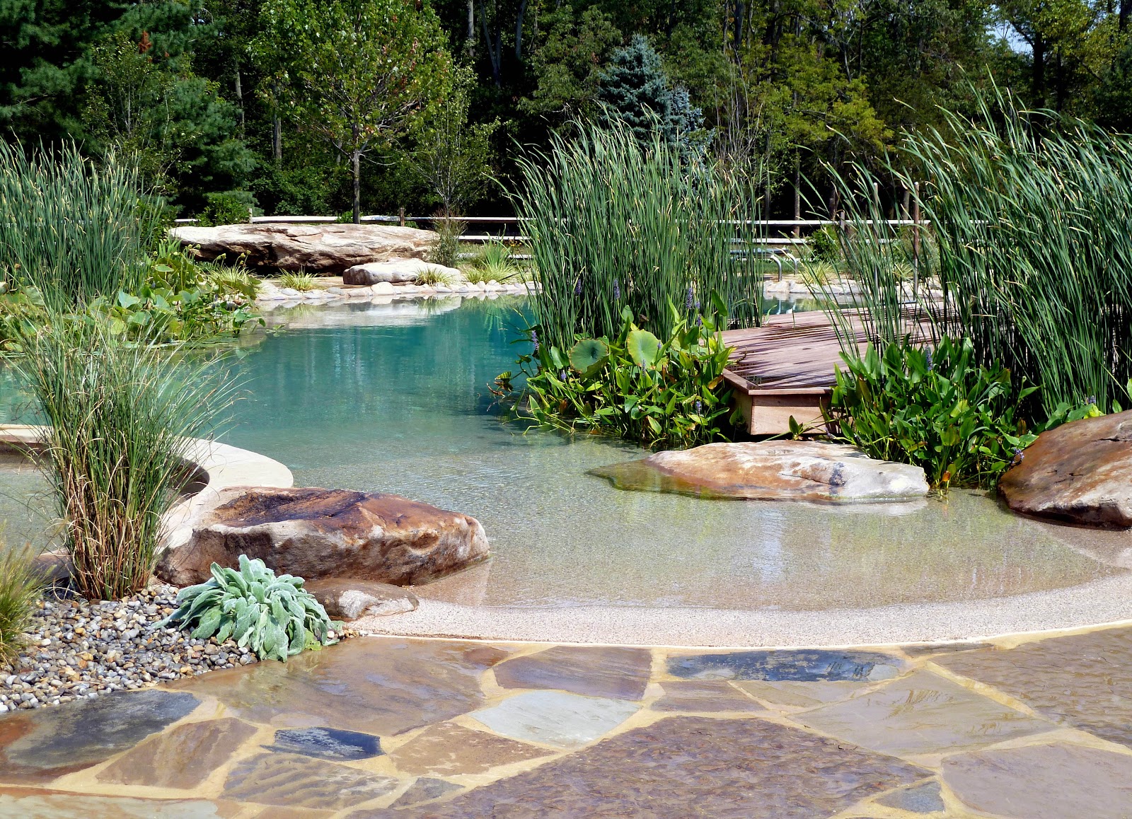 Lakeside Natural Pool Ecosystem